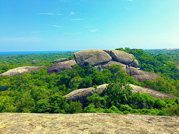 Sri Lanka, alam, batu, pohon, fotografi, hutan, Wallpaper HD