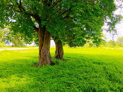 Шри Ланка, природа, оризови поля, път, дървета, фотография, зелено, HD тапет HD wallpaper