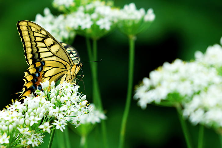 macro photo of a tiger swallowtail butterfly on white flowers, leek, swallowtail, leek, Female, Yellow, Leek, Flower, photo, tiger swallowtail, swallowtail butterfly, Japan, Kanagawa, Yokohama, Aoba, Outdoor, Nature, Field, Plant, Blossom, Scallion, Oriental, Garlic, Chinese Chives, White, Creature, Animal, Insect, Bug, Butterfly, Common, Old World Swallowtail, Macro, Bokeh, Nikon  D7000, SIGMA, APO, 70-200mm, F2.8, EX, HSM, CLUB, butterfly - Insect, animal Wing, close-up, beauty In Nature, summer, HD wallpaper