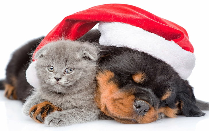 Animal, Cat & Dog, Christmas, Cute, Holiday, Kitten, Puppy, Santa Hat, HD wallpaper