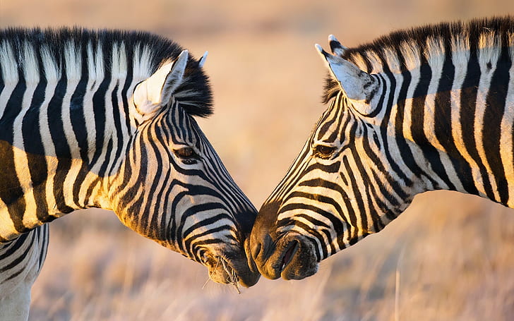Africa, two zebras, face to face, Africa, Two, Zebras, Face, HD wallpaper