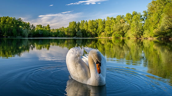 swan, river, landscape, reflection, blue sky, nature, bird, water bird, HD wallpaper HD wallpaper