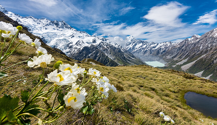 Mount Cook, 5K, Müllergletscher, Butterblumen, HD-Hintergrundbild