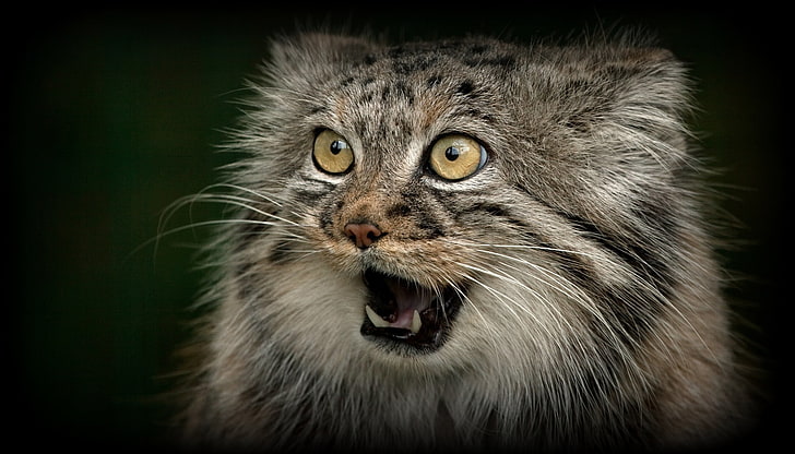 gato salvaje gris, cara, depredador, boca, colmillos, gato salvaje, manul, © Ania Jones, Fondo de pantalla HD