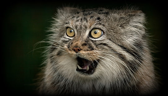 gatto selvatico grigio, viso, predatore, bocca, zanne, gatto selvatico, manul, © Ania Jones, Sfondo HD HD wallpaper