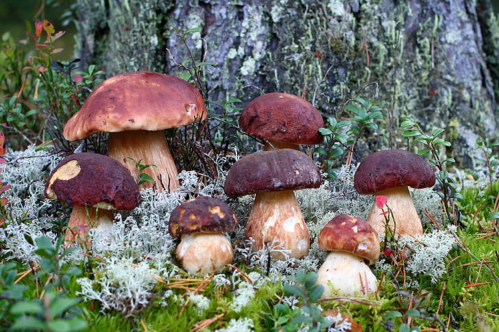 brown mushrooms, FOREST, GRASS, MACRO, MOSS, AUTUMN, MUSHROOMS, HD wallpaper
