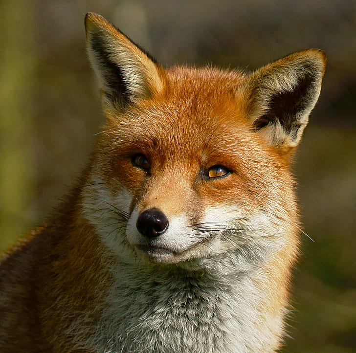 closeup foto Red Fox, closeup, foto, Red Fox, Pusat Satwa Inggris, Newchapel Surrey, Vulpes, Pemangkasan, rubah, hewan, margasatwa, mamalia, hewan In The Wild, alam, karnivora, Wallpaper HD