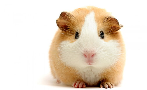 Cute Guinea Pig, white and brown Guinea pig, Animals, Pets, Funny, HD wallpaper HD wallpaper