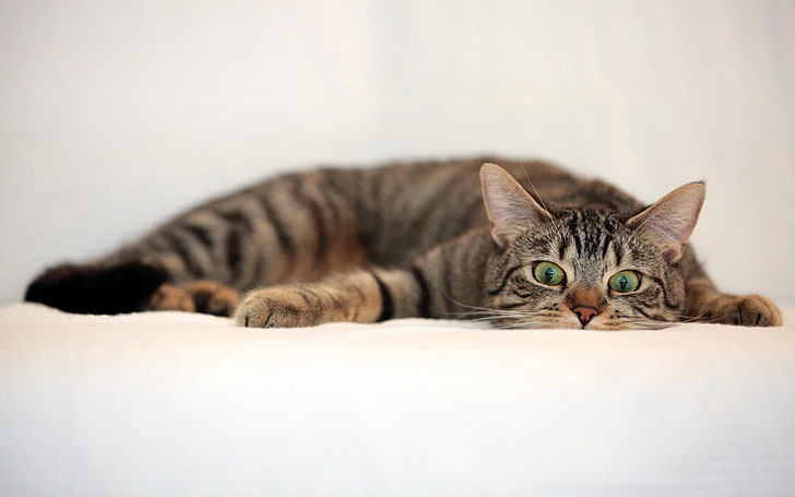 сива табби котка, лежаща върху бял текстил, котка, животни, HD тапет