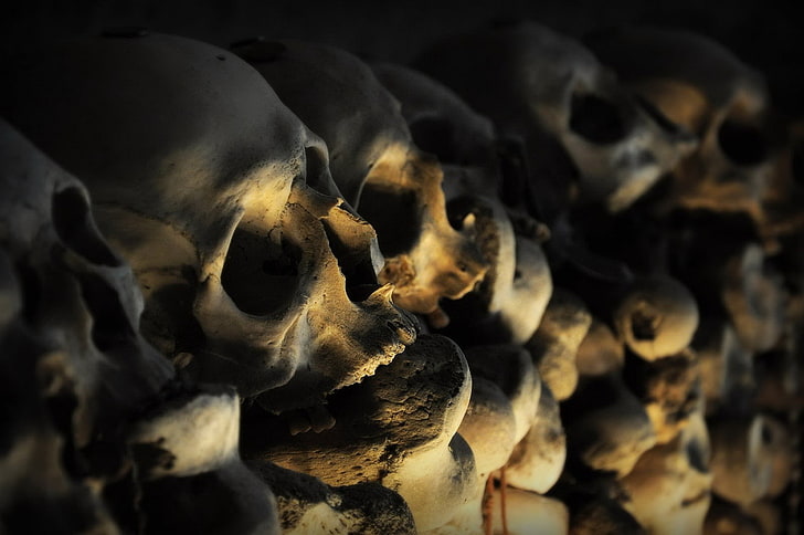skeleton, skull, bones, HD wallpaper