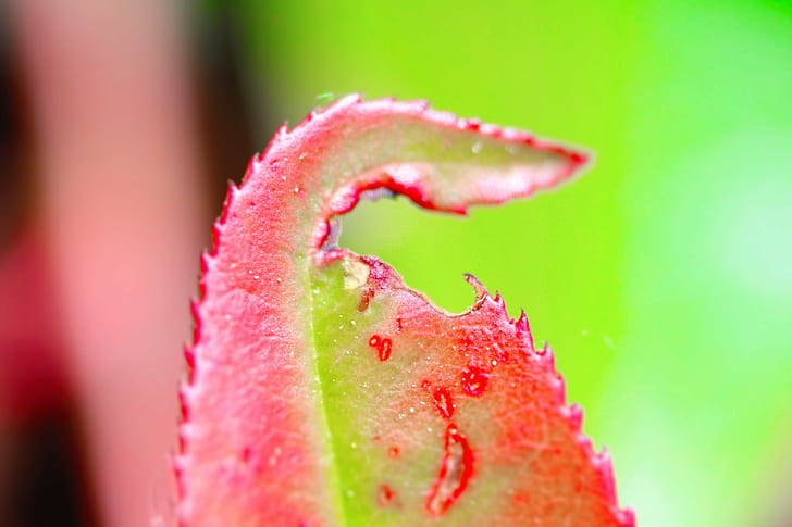 foto closeup de folha vermelha e verde, sozinho, fotografia, vermelho, folha verde, explorada, cor, natureza, resumo, ponto, mm, cores, close-up, planta, folha, frescura, HD papel de parede