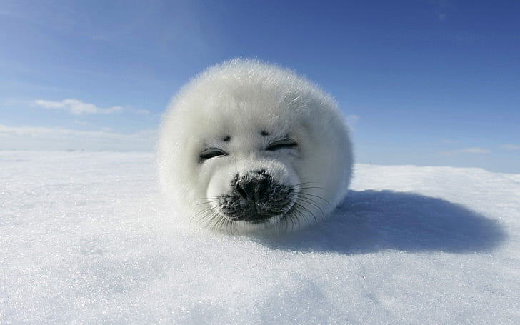 foca di arpa baby cute fur ice snow white young HD, white sea lion, animali, white, snow, cute, ice, baby, young, fur, Sfondo HD
