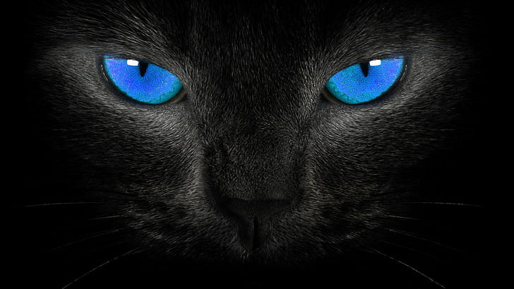 Cats, Cat, Animal, Blue Eyes, Face, HD wallpaper