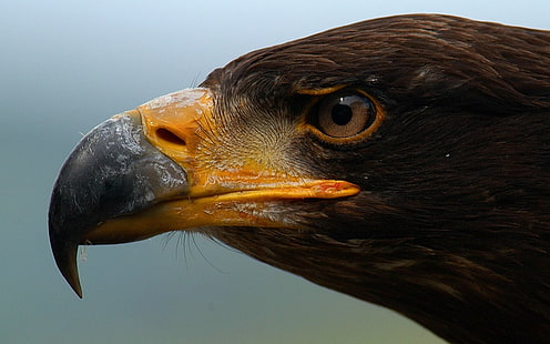halcón marrón, águila, animales, pájaros, Fondo de pantalla HD HD wallpaper
