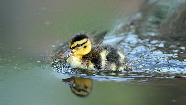 yellow and black duckling, nature, animals, birds, baby animals, duck, water, reflection, depth of field, HD wallpaper