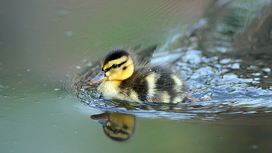yellow and black duckling, nature, animals, birds, baby animals, duck, water, reflection, depth of field, HD wallpaper HD wallpaper