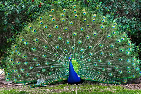 1920x1280 px, bird, Colorful, peacock, HD wallpaper HD wallpaper