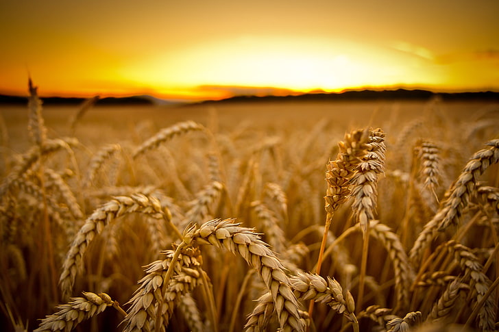 пшенично поле, нискоъгълна фотография на пшеницата, поле, залез, макро, пшеница, дълбочина на полето, пейзаж, слънчева светлина, растения, HD тапет