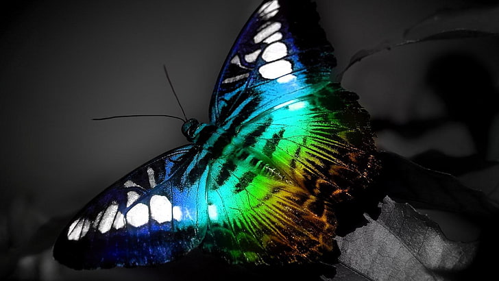 multi colorido fundo borboleta, HD papel de parede