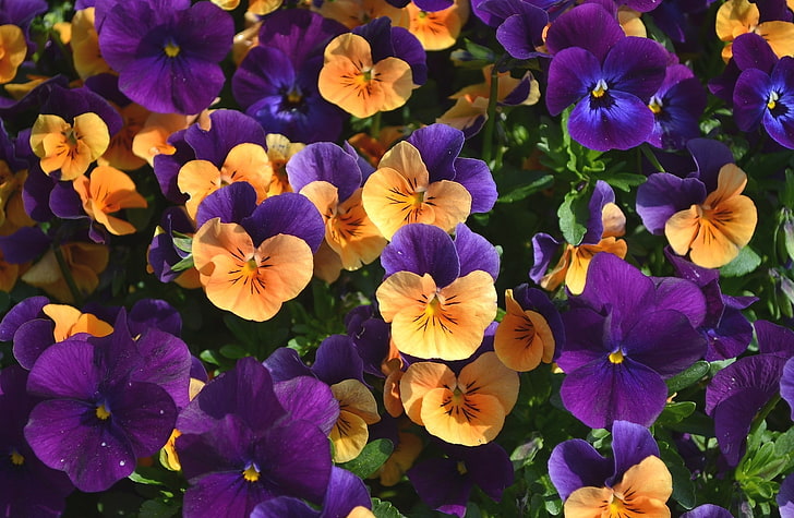 violett-gelbe Stiefmütterchenblüten, Blüten, Stiefmütterchen, Bratsche, HD-Hintergrundbild