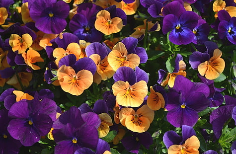 زهور بانسي أرجوانية وصفراء ، زهور ، بانسي ، فيولا، خلفية HD HD wallpaper