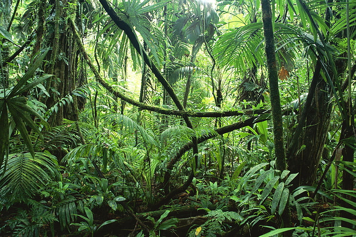 green leafed trees, trees, nature, moisture, plants, jungle, vines, Selva, rainforest, HD wallpaper