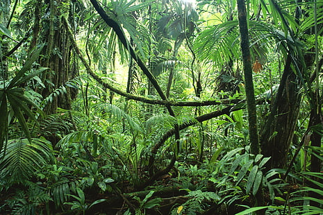 зелени листни дървета, дървета, природа, влага, растения, джунгла, лозя, Селва, тропическа гора, HD тапет HD wallpaper