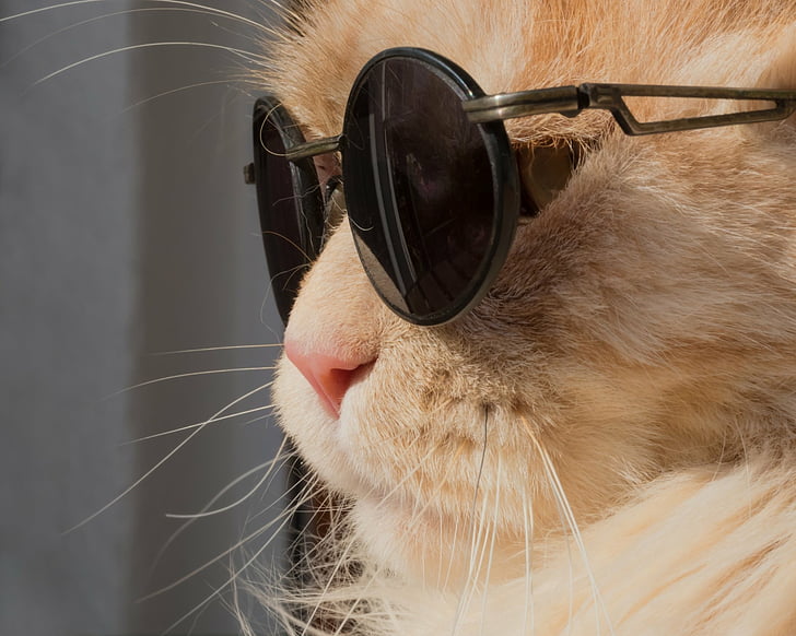 Котки, котка, едър план, муцуна, слънчеви очила, HD тапет