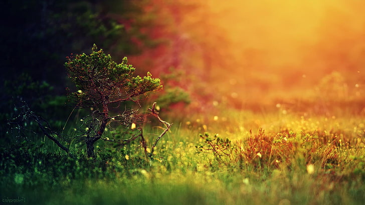 alam, hutan, tanaman, sinar matahari, Wallpaper HD