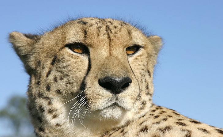 Cheetah 3, vuxen gepard, Djur, Wild, Cheetah, HD tapet