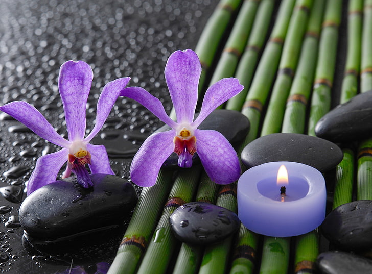 candelita azul, gotas, flores, bambú, orquídeas, piedras de spa, Fondo de pantalla HD