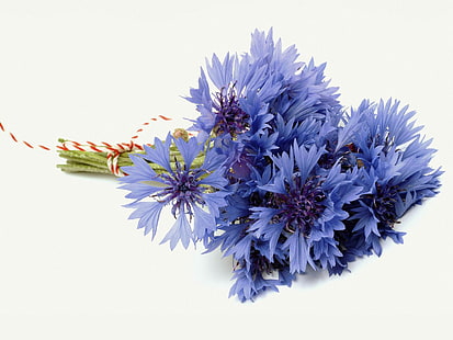 blaue Kornblumen, Kornblumen, Blumen, Feld, Blume, Seil, Sommer, HD-Hintergrundbild HD wallpaper