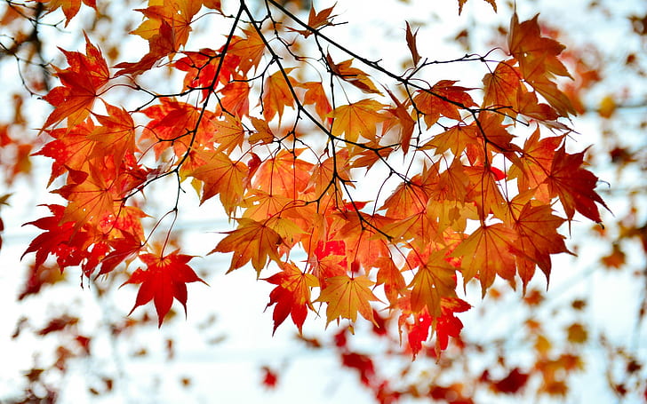 Autumn, branches, red maple leaves, Autumn, Branches, Red, Maple, Leaves, HD wallpaper