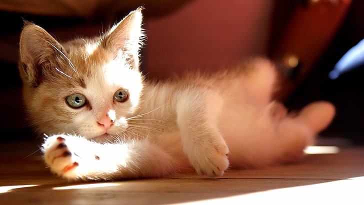 anak kucing putih dan coklat, anak kucing, cahaya, bayangan, dusta, Wallpaper HD