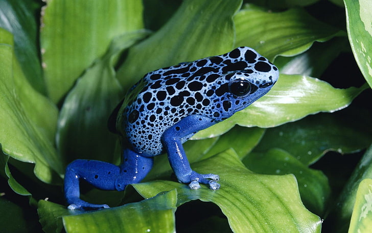 frog, nature, animals, blue, green, macro, HD wallpaper