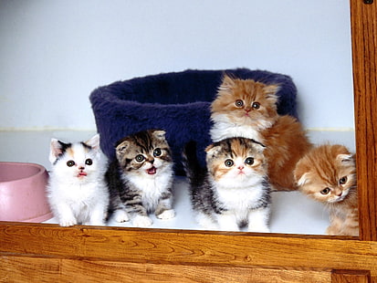 schöne Kätzchen Tier niedliche Kätzchen Fenster HD, fünf persische Kätzchen, Tiere, Tier, Katze, niedlich, Kätzchen, Fenster, HD-Hintergrundbild HD wallpaper