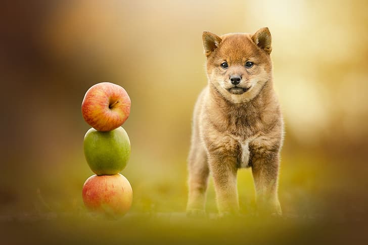 tło, jabłka, pies, szczeniak, Shiba inu, Tapety HD