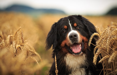 field, look, face, dog, ears, Bernese mountain dog, HD wallpaper HD wallpaper