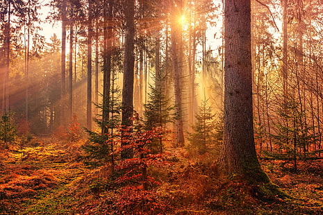 sinar matahari, musim gugur, hutan, hd, 4k, 5k, alam, Wallpaper HD HD wallpaper