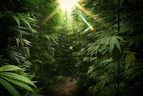 420, cannabis, droga, droghe, marijuana, natura, pianta, psichedelico, rasta, reggae, trippy, erbaccia, Sfondo HD HD wallpaper