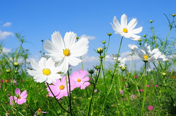 бели и розови космос цветя, kosmeya, цветя, полета, зелени, слънчеви, HD тапет