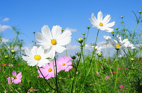 branco e rosa cosmos flores, kosmeya, flores, campos, verde, ensolarado, HD papel de parede HD wallpaper