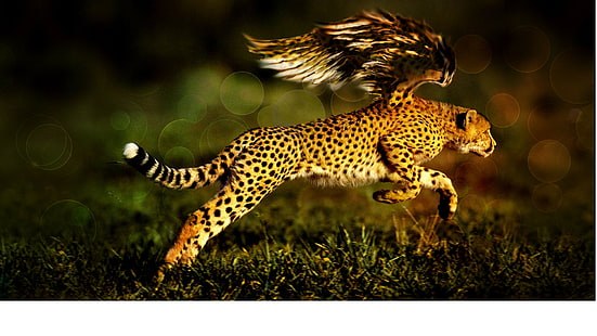 Zwierzę, pulpit geparda, pobieranie geparda, zdjęcie geparda, hd, Tapety HD HD wallpaper