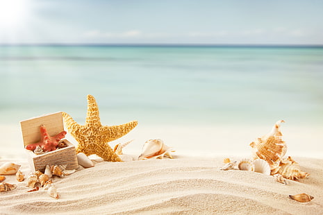 коричневая морская звезда, песок, море, пляж, тропики, ракушка, морская звезда, HD обои HD wallpaper