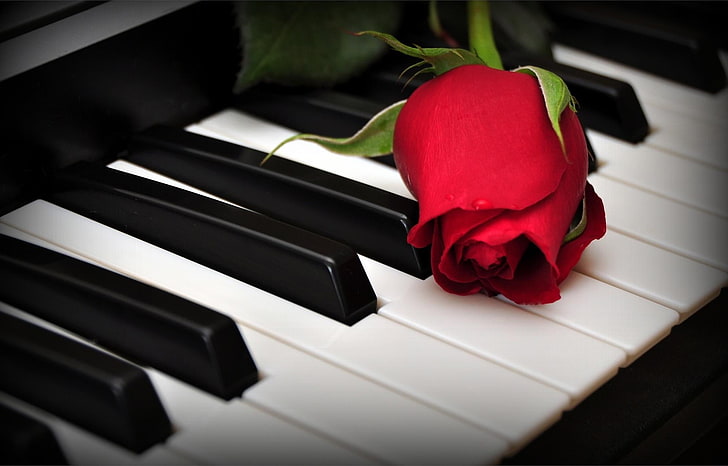 red rosebud, rose, flower, keys, piano, HD wallpaper