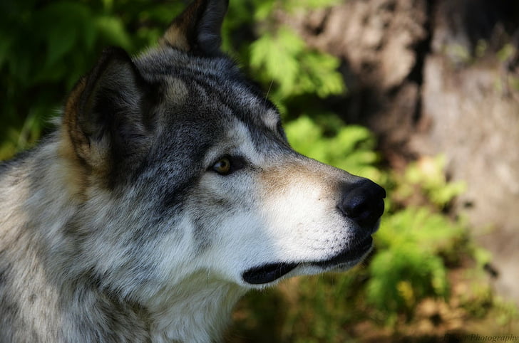 Tier, Wolf, Nahaufnahme, Maulkorb, Wildtier, Raubtier, HD-Hintergrundbild