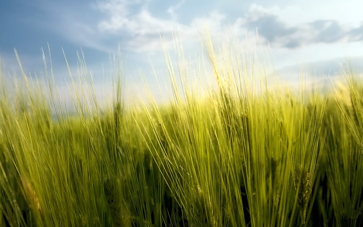 rumput hijau, makro, alam, musim semi, gandum, Bulgaria, Wallpaper HD