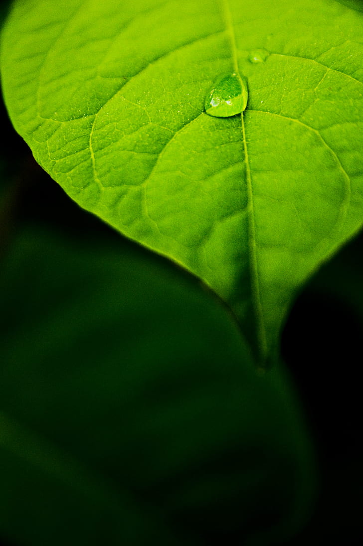 macro photography of green leaf with rain drop, macro photography, green leaf, rain drop, Sigma, f/2.8, Macro, f2.8, bokeh, close up, d90, gear, natural light, natural lighting, nature, nb, new brunswick, nikon d90, flash, outdoors, plant, port city, saint john, sj, slr, style, best, things, tree, green  leaf, eco, environment, earth, rain  water, water drop, detail, lr, presets, lightroom, leaf, green Color, close-up, freshness, backgrounds, leaf Vein, pattern, HD wallpaper