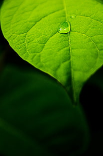 макро фотография на зелено листо с капка дъжд, макро фотография, зелено листо, капка дъжд, Sigma, f / 2.8, макро, f2.8, боке, наблизо, d90, предавка, естествена светлина, естествено осветление, природа, nb, ново brunswick, nikon d90, флаш, на открито, растение, пристанищен град, Сейнт Джон, sj, slr, стил, най-добро, неща, дърво, зелени листа, еко, околна среда, земя, дъждовна вода, капка вода, детайл, lr, предварителни настройки, светлинна стая, листо, зелен Цвят, едър план, свежест, фонове, лист Вена, модел, HD тапет HD wallpaper
