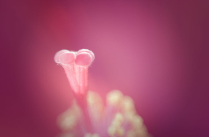 Stempel einer Hibiskus-Blume, Aero, Makro, Blume, Stempel, Hibiskus, HD-Hintergrundbild